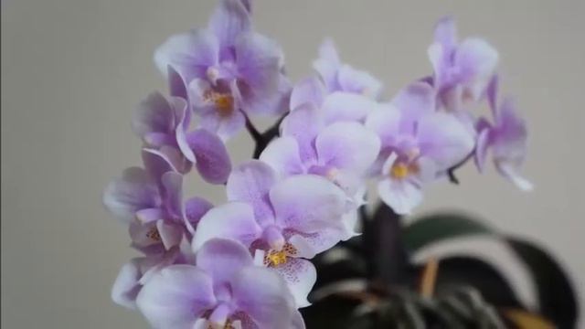 Inorganic Media + Clay Pot: My Mini Orchid Pink Girl Love It | Orchid Care Tips смотреть онлайн