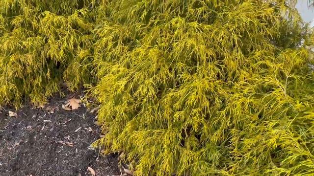 Golden Mop False Cypress - Chamaecyparis pisifera смотреть онлайн