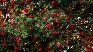 ИНТЕРЕСНЫЕ ФАКТЫ О ДЕРЕВЕ РЯБИНА.