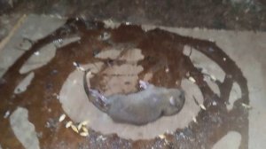 поймал крысу на клей, рабочий метод! 2 часть