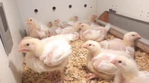 Выращиваю бройлеров зимой. Мой способ.