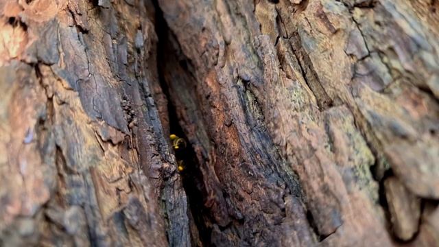 Быстрая отстройка вощины пчёлами!? смотреть онлайн