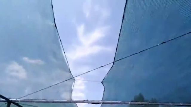 ТЕНЁВКА. СПОСОБ КРЕПЛЕНИЯ НА МАЛИННИКЕ. смотреть онлайн