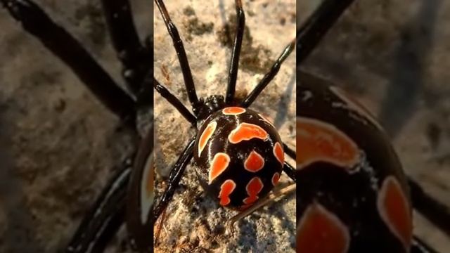 #опасные животные. 2 часть. смотреть онлайн