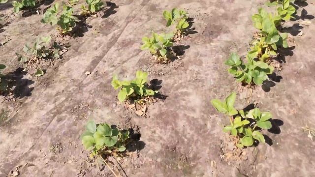 Что скрывает агроволокно для клубники: поднимаем через 2 года использования смотреть онлайн
