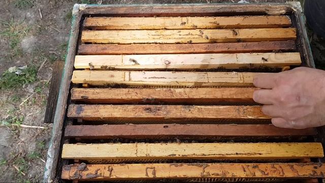 Обзор пчел Карника (Прошло 7 дней после пересадки пчел с Пчелопакета в улей ) смотреть онлайн