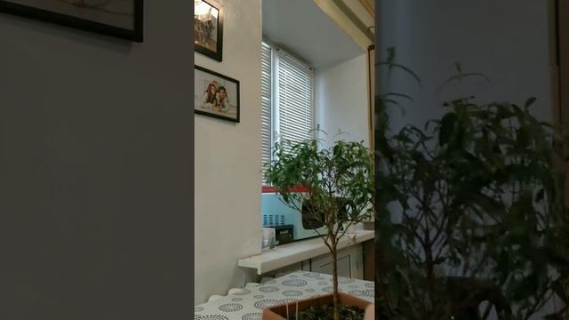 Обрезка мирта смотреть онлайн