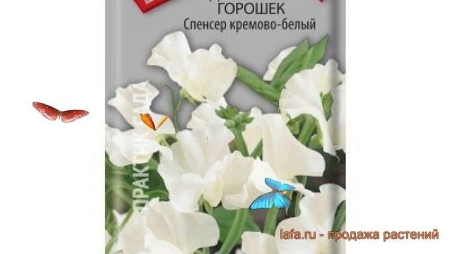 Горох душистый Спенсер Кремово-белый ? обзор: как сажать, семена гороха Спенсер Кремово-белый смотреть онлайн