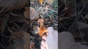 Рыжие грузди.Гриб коровник.Свинушки, поддубники.