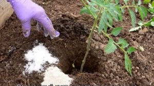 Чем удобрять помидоры при посадке
