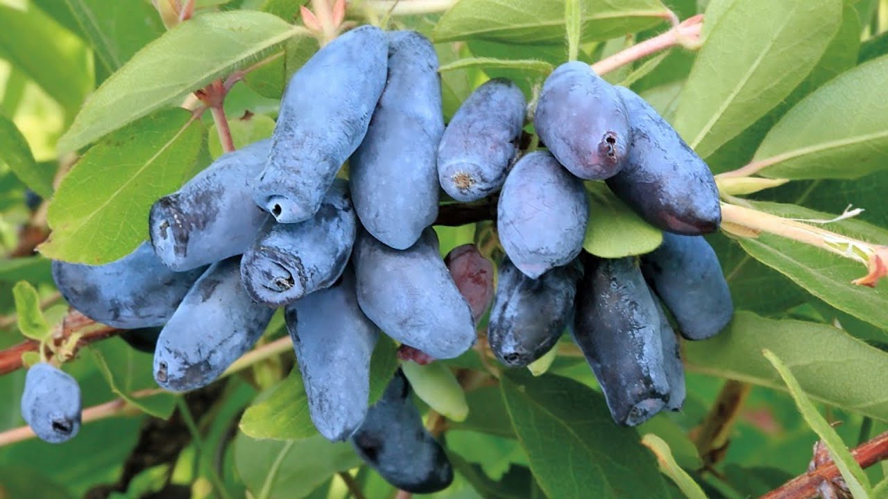 Жимолость: основные правила хорошего урожая / чем обработать жимолость, как посадить жимолость смотреть онлайн