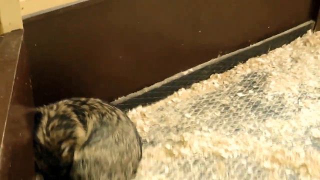 ВЛОГ Идем в Контактный зоопарк Трогаем животных VLOG A petting zoo and Touching the animals смотреть онлайн