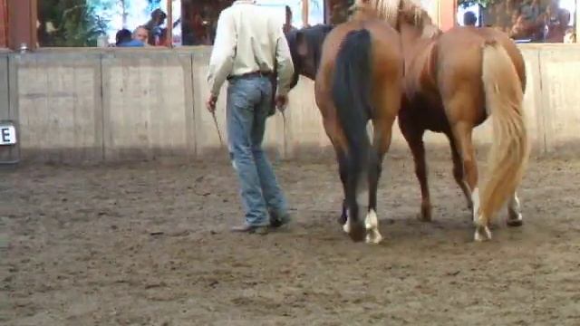 Honza Blaha, two horses at liberty смотреть онлайн