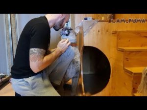 Котик заболел. Как мы лечим пуму Месси.