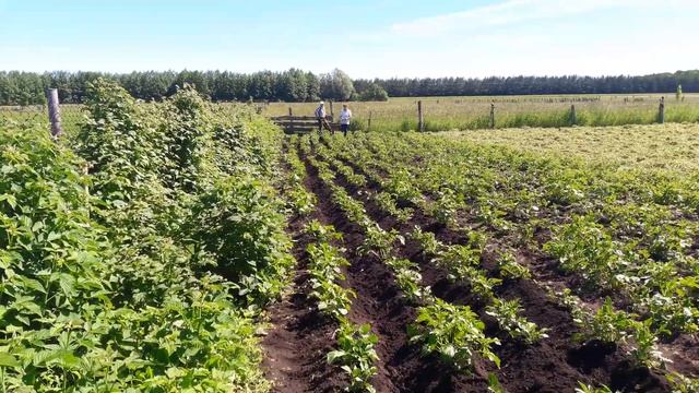 Окучивание картофеля СОХОЙ! смотреть онлайн