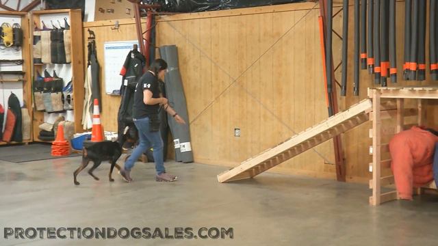 Looking At Fearless Doberman Super Pup "Tilda" 4.5 Mo's Obedience & Protection Trained Dog @ PDS смотреть онлайн