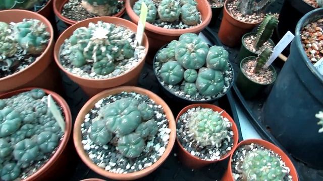 Very old Lophophora williamsii Cactus Plant in Flower - The Peyote Cactus смотреть онлайн