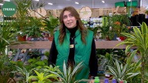 Драцена: популярные виды и уход