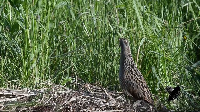 Corncrake (Коростель) смотреть онлайн