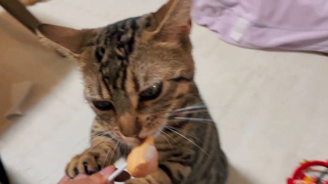 Kitten of Genetta Eating Churu Ice Cream For The First Time【Munchkin x Bengal】| ちゅーるアイス смотреть онлайн