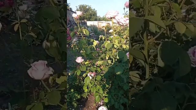 Фредерік містраль, як піна морська! смотреть онлайн