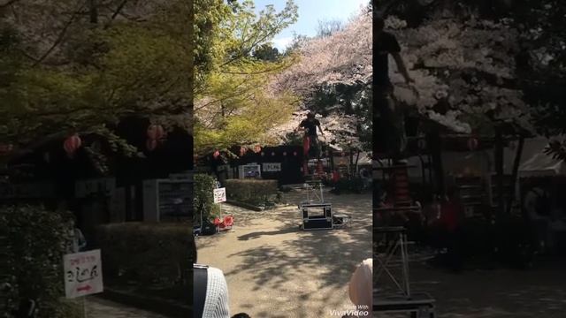 Performance of Sakura Season смотреть онлайн
