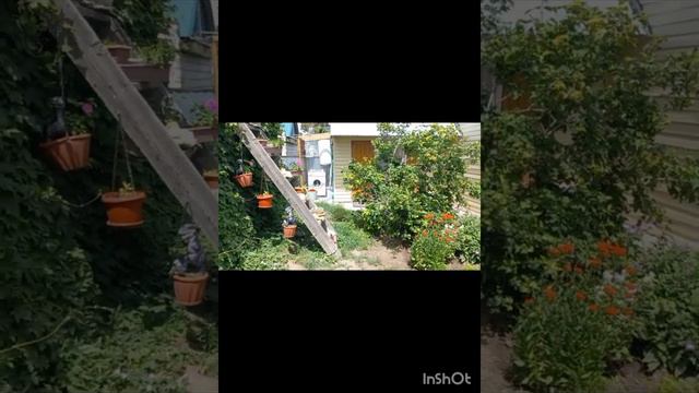 Яровое ДОМИКИ смотреть онлайн