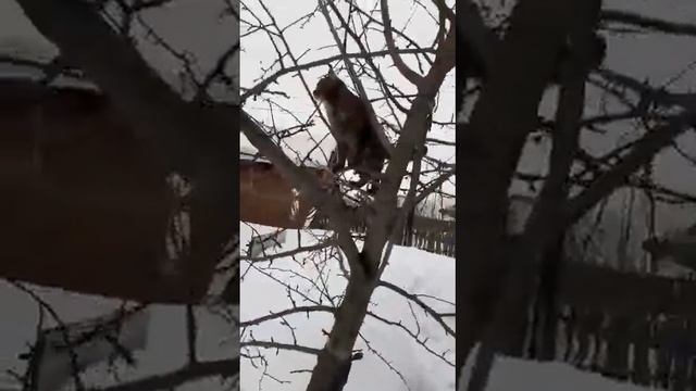 Муся и осмотр территории. Дача на Алтае. смотреть онлайн