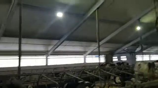 каркасы для коровников оцинкованные из Голландии +77017110775 смотреть онлайн