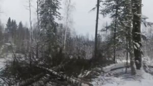 Работа в лесу.Т40.