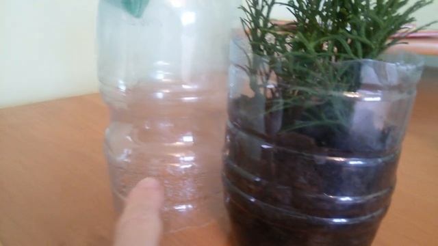 Размножаю тую черенками в воде Ч.2 смотреть онлайн