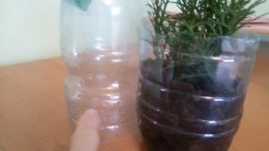 Размножаю тую черенками в воде Ч.2