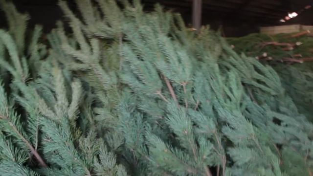 Живая сосна(елка) со склада. Выбирайте каждую сами смотреть онлайн