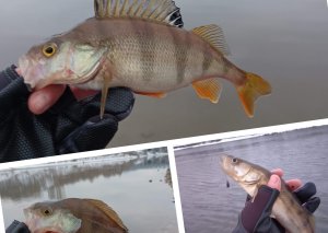 Испытываю новый спиннинг Dayo Magestic 210 см 0,5-5 гр