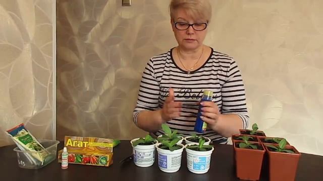 Эустома погибает!!!Что делать?Чем помочь?Чего не нужно делать при выращивании Эустомы. смотреть онлайн