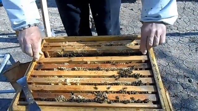 Исправление ранней весной безматочной семьи смотреть онлайн