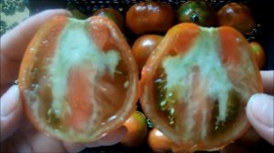 Томаты внутри белые и с жесткими прожилками