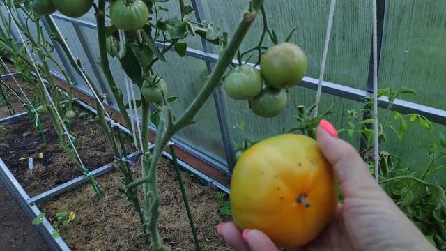 моя ДАЧА мой ОГОРОД. 04.09.-05.09.21.Холод собачий?помидоры надо собирать.. 1 часть смотреть онлайн