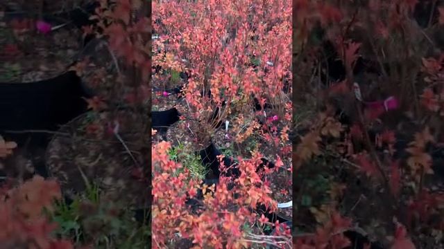 Спирея японская литл принцесс