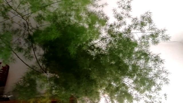 Аспарагус умбелатус asparagus umbellatus, уход в домашних условиях смотреть онлайн