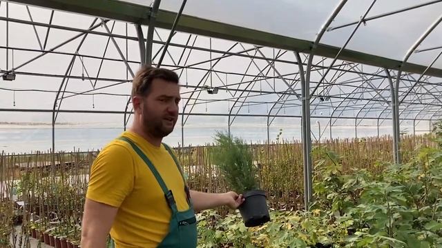 A Legcukibb Leyland Ciprus | Cupressocyparis Leylandii 'Blue Jeans' - Leyland Ciprus 'Blue Jeans'