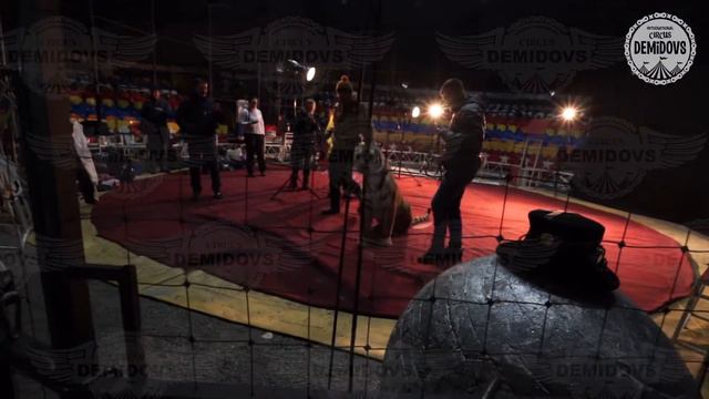 Цирк Демидовых. Фотосессия. Тигры. 2017 смотреть онлайн