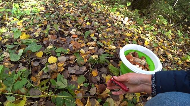 грибы начало окт 2022 смотреть онлайн