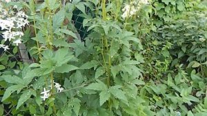 Белый лабазник - красивое растение для белого сада