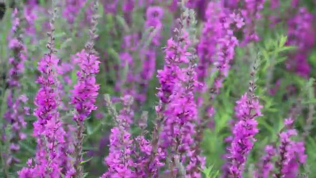 Звуки, чтобы расслабиться | Музыка лечит бессонницу,полезна для сердца и успокаивает нервную систем смотреть онлайн