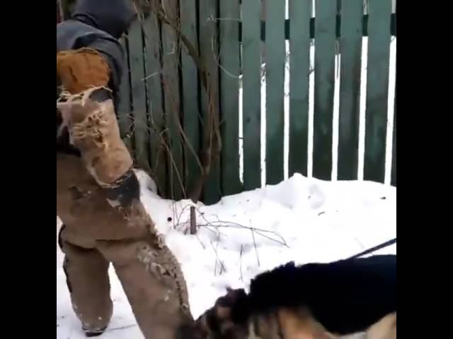 Дрессировка немецкая овчарка. Перехват с рук на ногу.