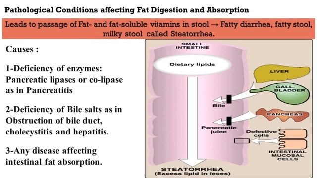 MED.LEVEL 2. GIT module. BIO Lecture 3 & 4-Digestion and abs смотреть онлайн