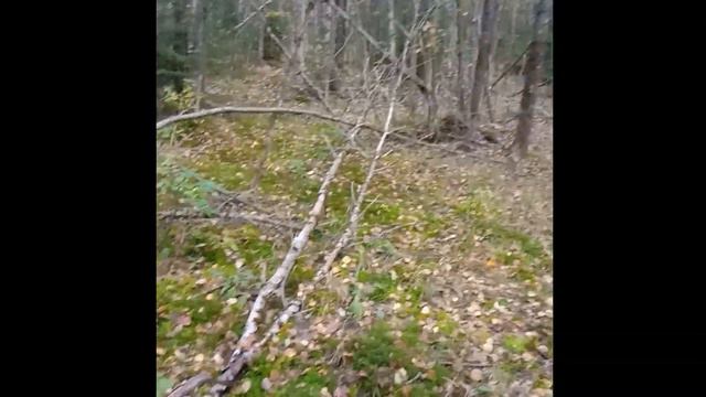 Снежный человек. Йети. Часть 3 смотреть онлайн