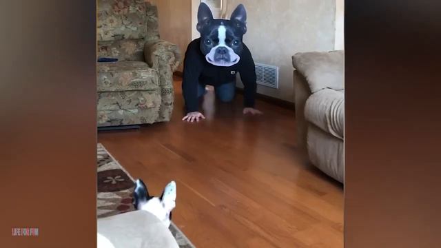 Смешные кошки собаки 😹 Весёлые животные 😹 Смешные Животные #9 смотреть онлайн