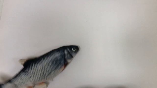 Игрушка для кота вибрирующая живая рыба CAPSBOARD FISH смотреть онлайн